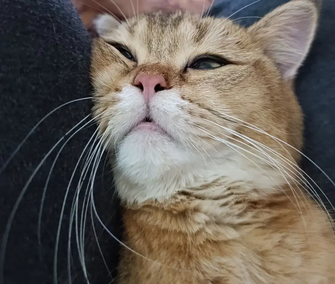 گربه نر نژاد بریتیش|گربه|قرچک, زیبا شهر|دیوار