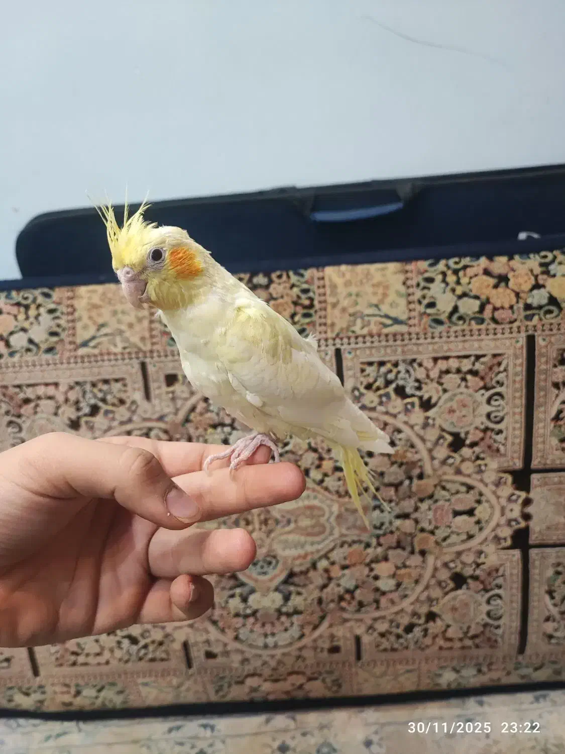 عروس کاملا دستی|پرنده|کاشان, زیدی|دیوار