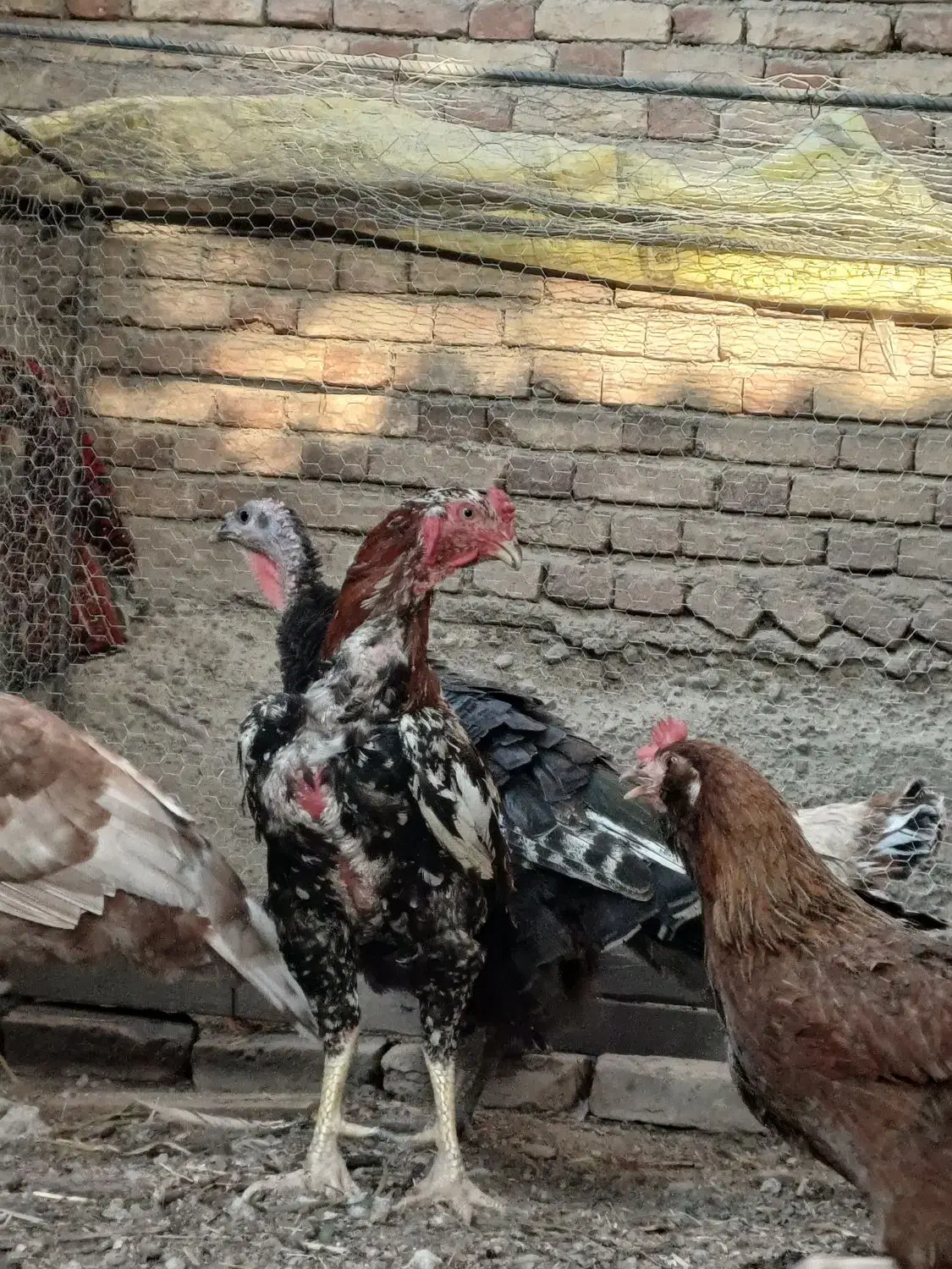 اسلام آباد جدید|حیوانات مزرعه|اسلام آباد, |دیوار