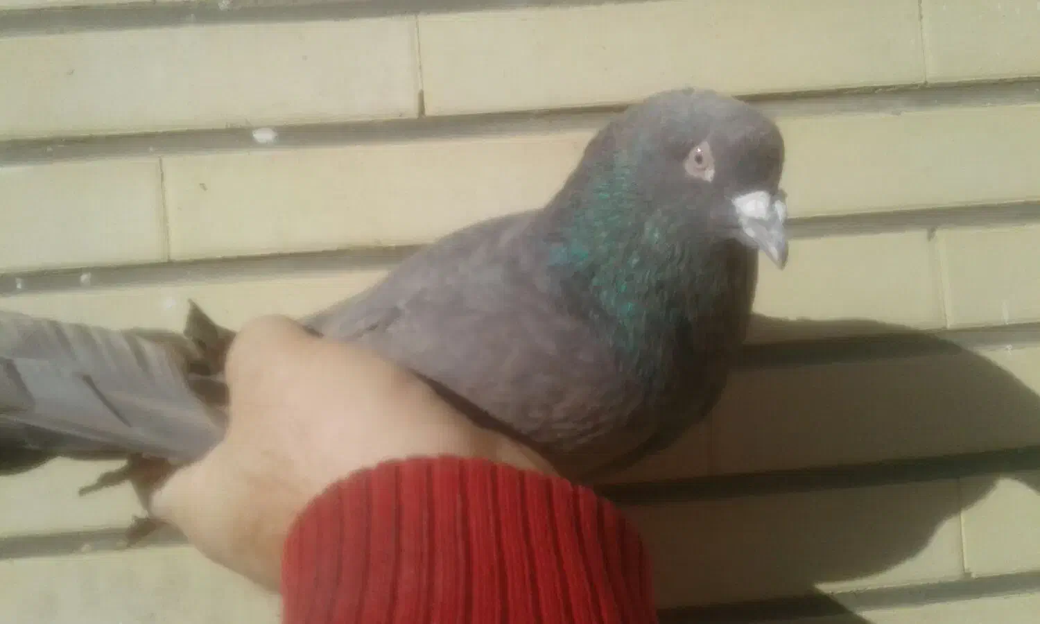 کبوتر جفت کله ای هندی|پرنده|شاهین‌شهر, خبرنگار|دیوار