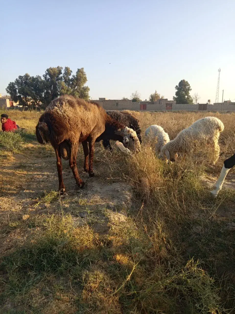 قوچ افشاری|حیوانات مزرعه|جزنیک, |دیوار