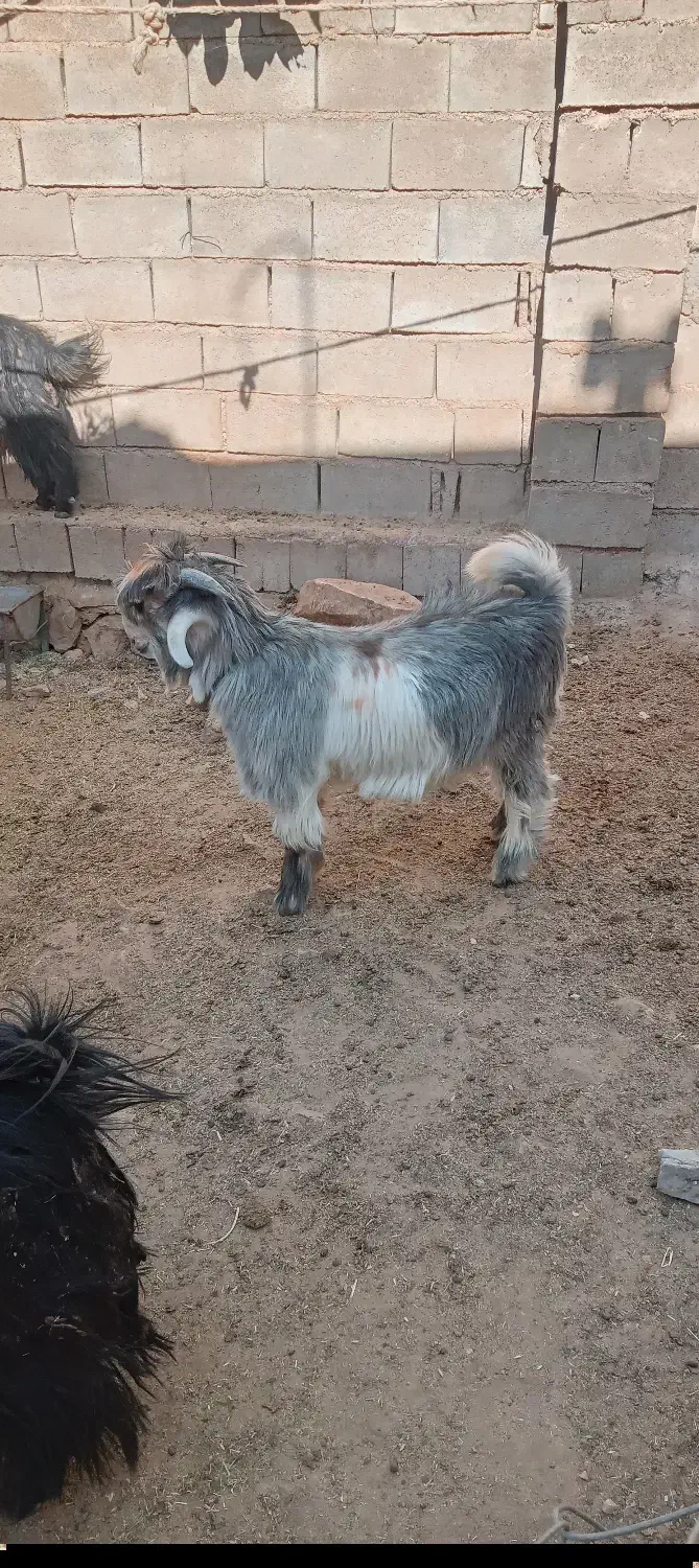 بزغاله|حیوانات مزرعه|اردل, |دیوار