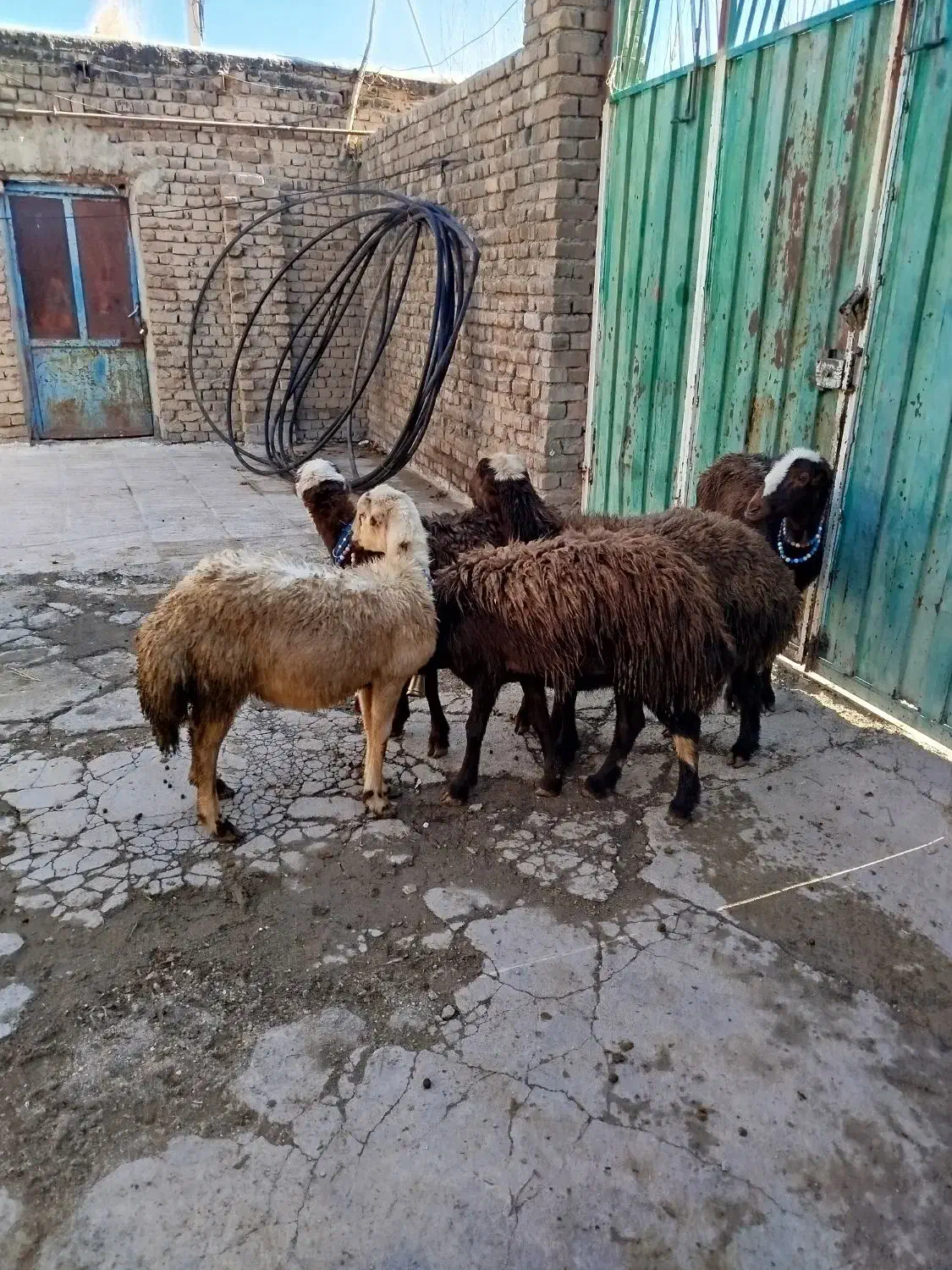 بره ماده افشار|حیوانات مزرعه|بروجرد, |دیوار