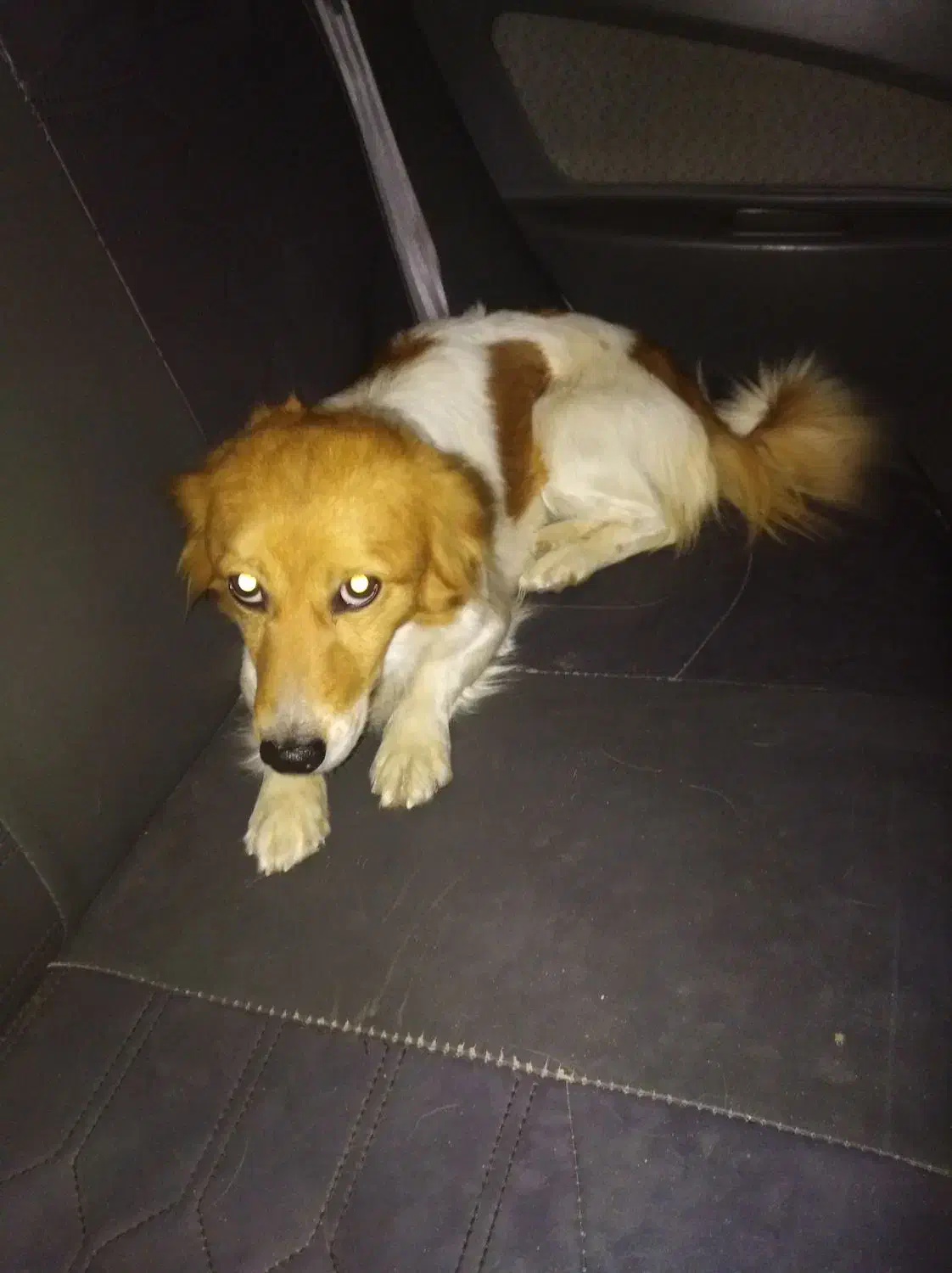 واگذاری سگ خانگی|سگ|شاهین‌شهر, عطار|دیوار