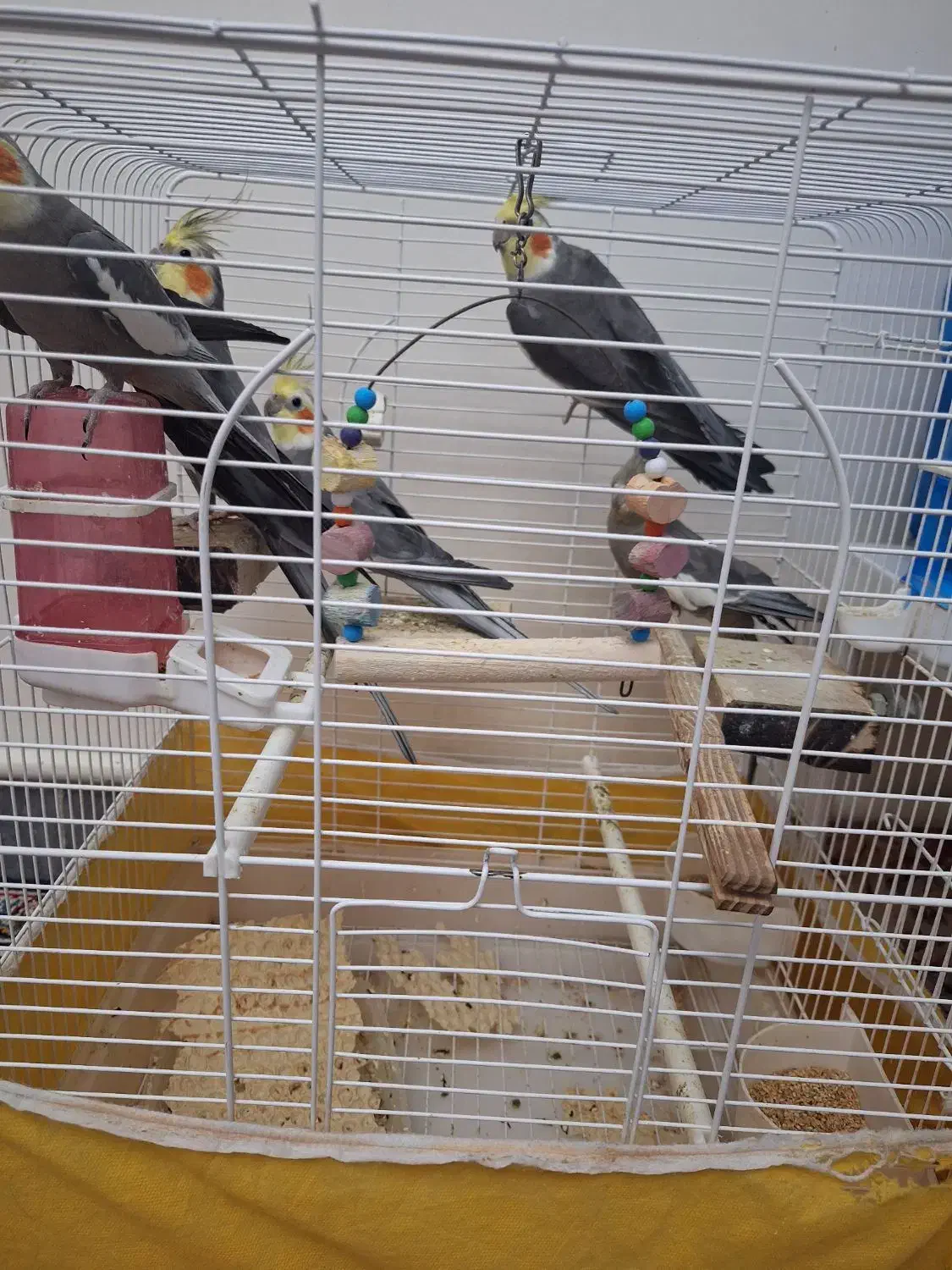 ۶ عدد عروس هلندی با قفس|پرنده|اسلامشهر, شهرک الهیه|دیوار