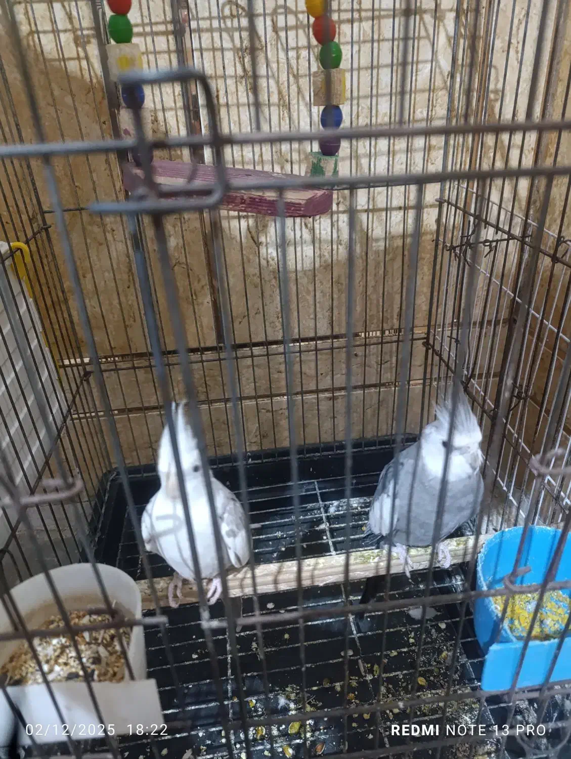 عروس هلندی وایت فیس و دوکت|پرنده|شادگان, |دیوار