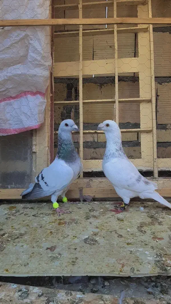 کفتر سار اوقون عتیقه|پرنده|مشهد, شهید قربانی|دیوار