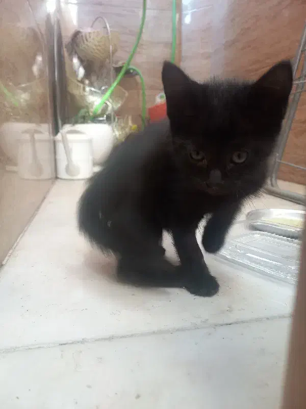 گربه|گربه|اسلامشهر, شهرک فرهنگیان|دیوار