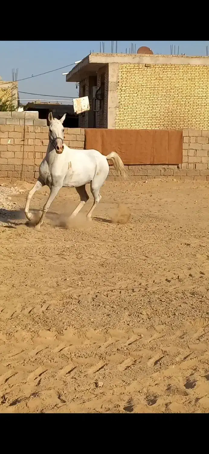 اسب مادیون|اسب و تجهیزات اسب‌سواری|شوشتر, |دیوار