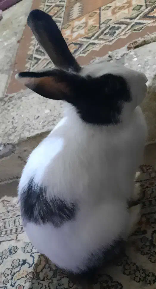 دوتا خرگوش سفید و سیاه و سفید ماده بالغ|موش و خرگوش|محمدشهر, کوی بهار|دیوار