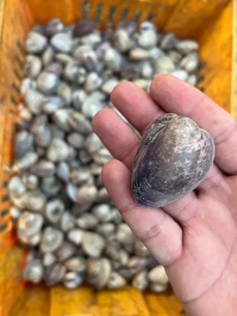 کالینگ‌ صدف‌ دریایی‌|ماهی|قشم, |دیوار