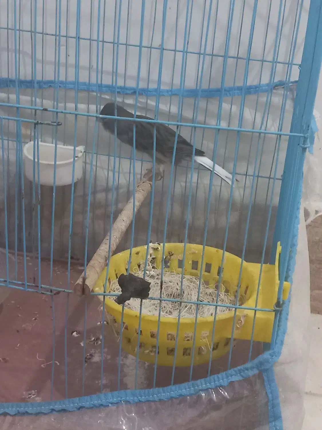 قناری|پرنده|خرمشهر, |دیوار