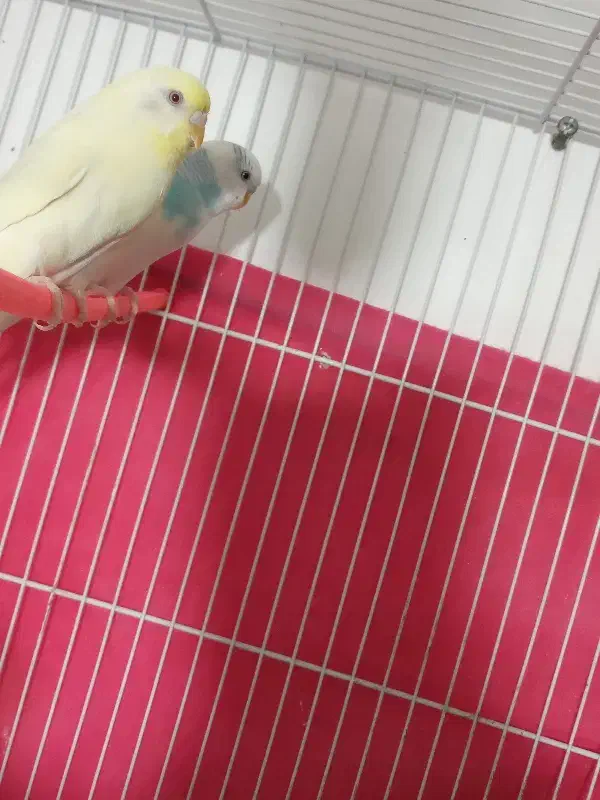 مرغ عشق|پرنده|بیرجند, |دیوار