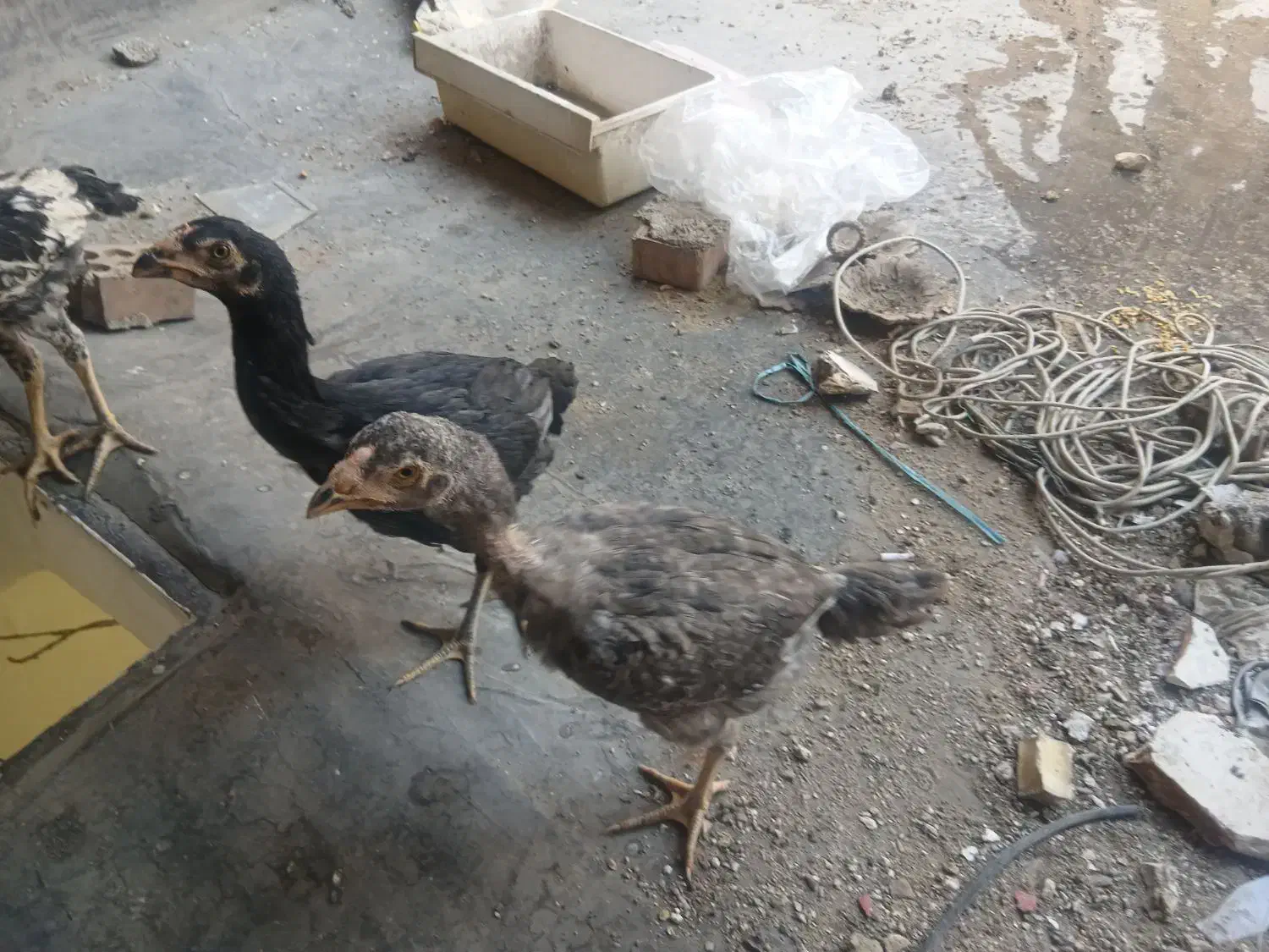 جوجه خروس و مرغ لاری|حیوانات مزرعه|تهران, فرحزاد|دیوار