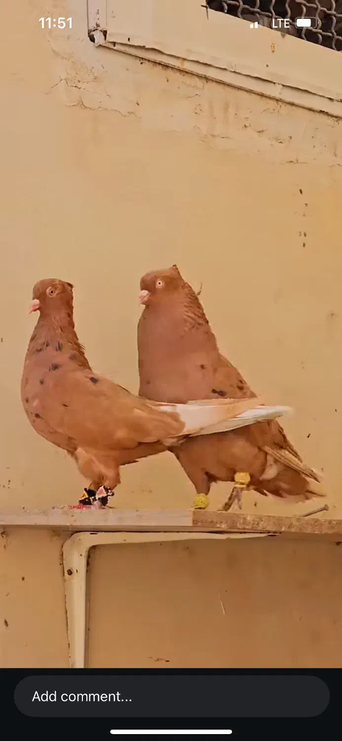 کفتر گمشده|پرنده|بروجرد, |دیوار