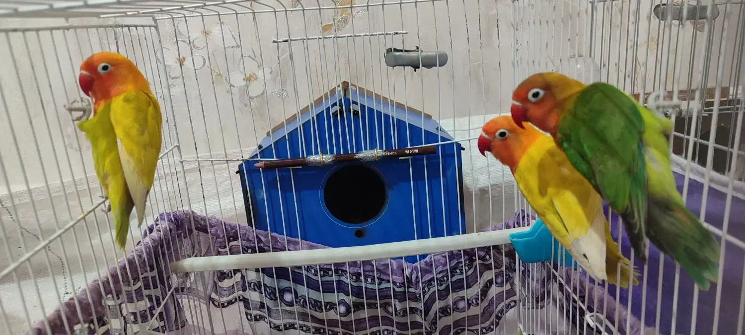 طوطک برزیلی(فیشر)|پرنده|مرند, |دیوار