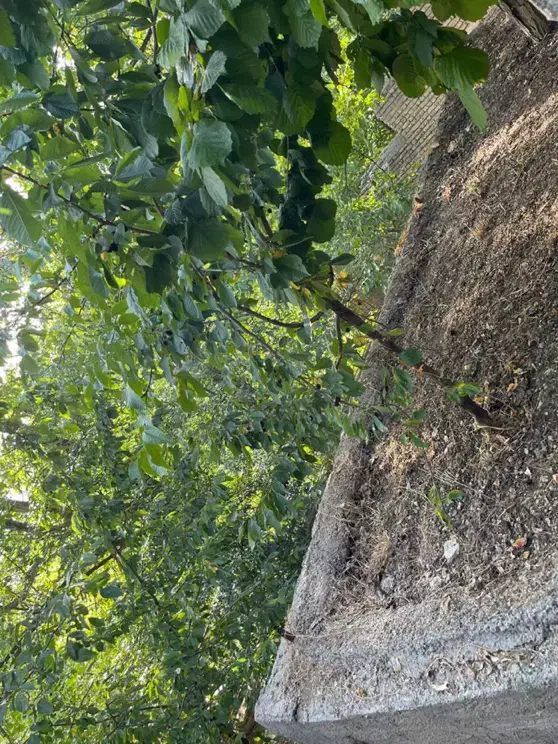 فروش زمین|فروش زمین و ملک کلنگی|لواسان, |دیوار