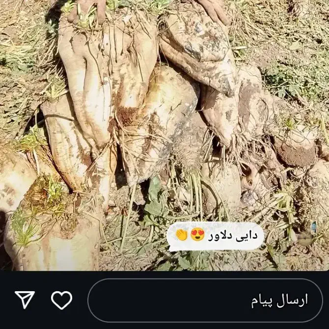 فروش چغندربرادام|خوردنی و آشامیدنی|فیروزآباد (لرستان), |دیوار