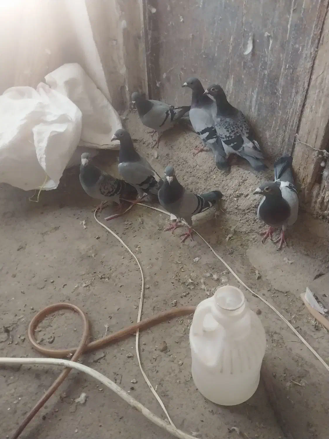 ۷عدد کبوتر مسافتی پلاکی|پرنده|مرند, |دیوار