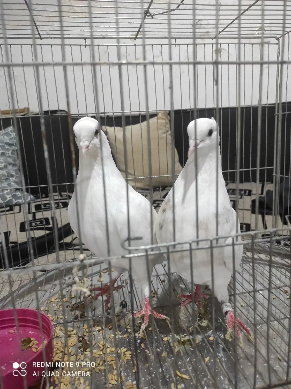 کبوتر|پرنده|پاوه, |دیوار