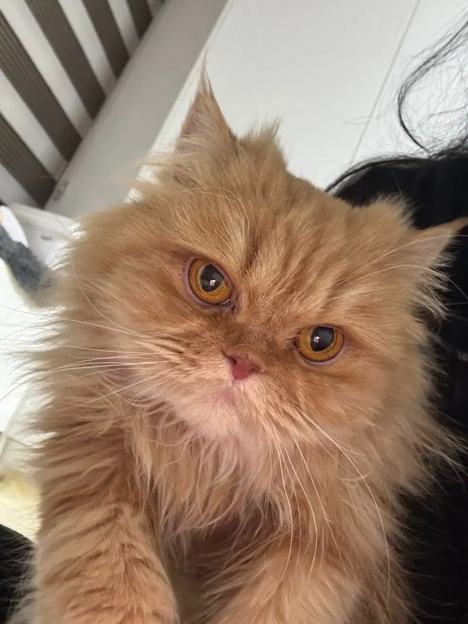 گربه خانگی پرشین|گربه|سقز, |دیوار