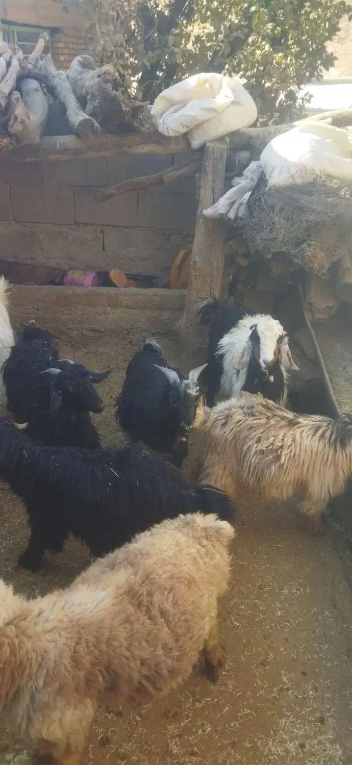 بزغاله .کهره .بز|حیوانات مزرعه|میانکوه, |دیوار