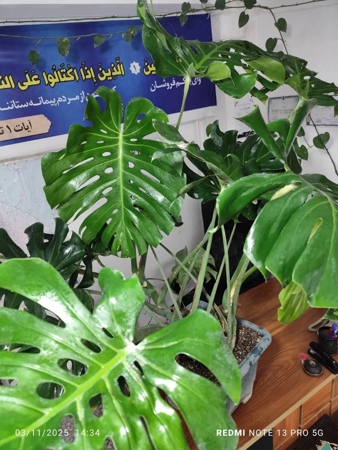 فروش گل های غول پیکر کلکسیونی|گل و گیاه طبیعی|آمل, |دیوار