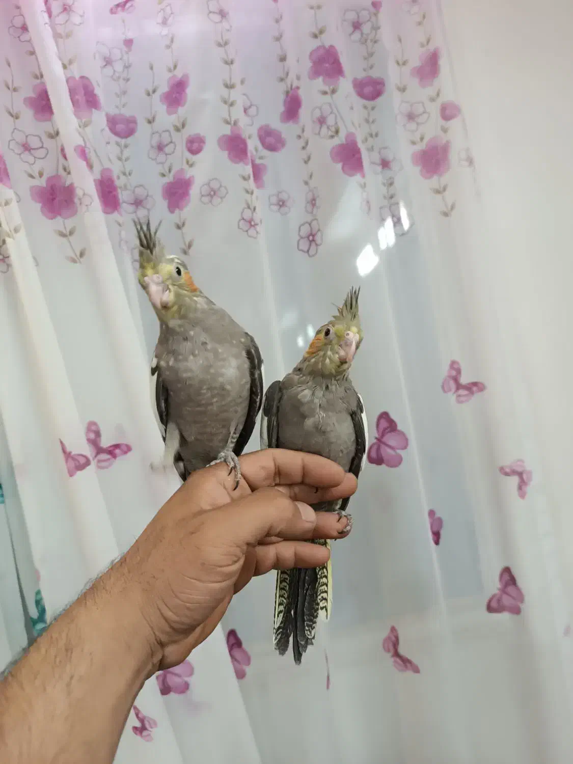 عروس هلندی و یک جفت فنچ|پرنده|مشهد, شهرک ابوذر|دیوار