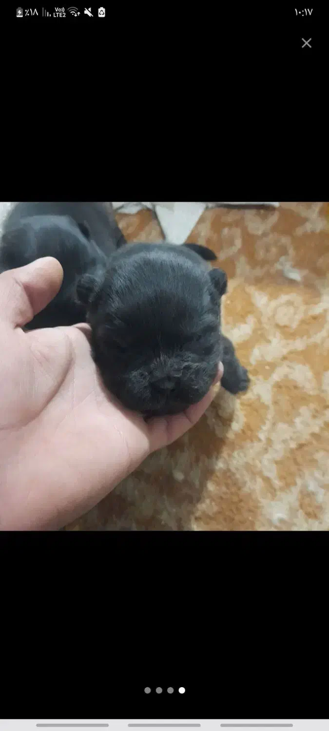 توله چاو چاو|سگ|پردیس, فاز ۶|دیوار