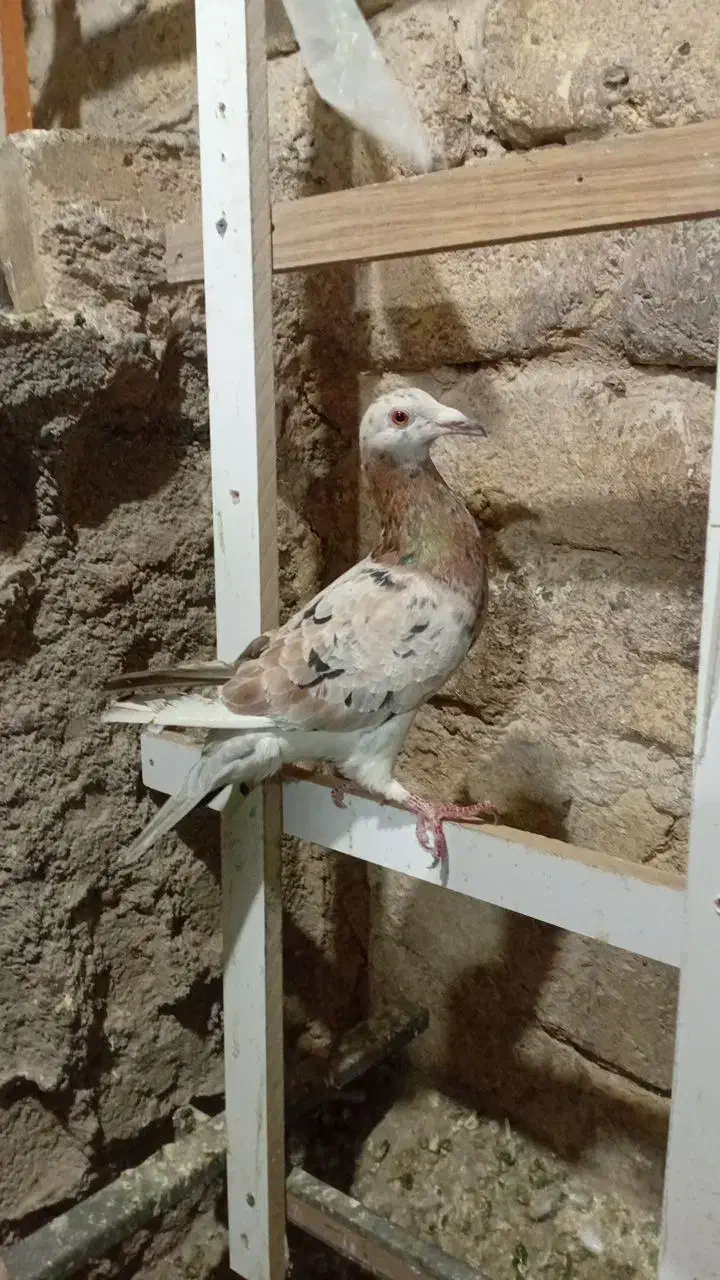 پرنده|پرنده|ضیاء آباد, |دیوار