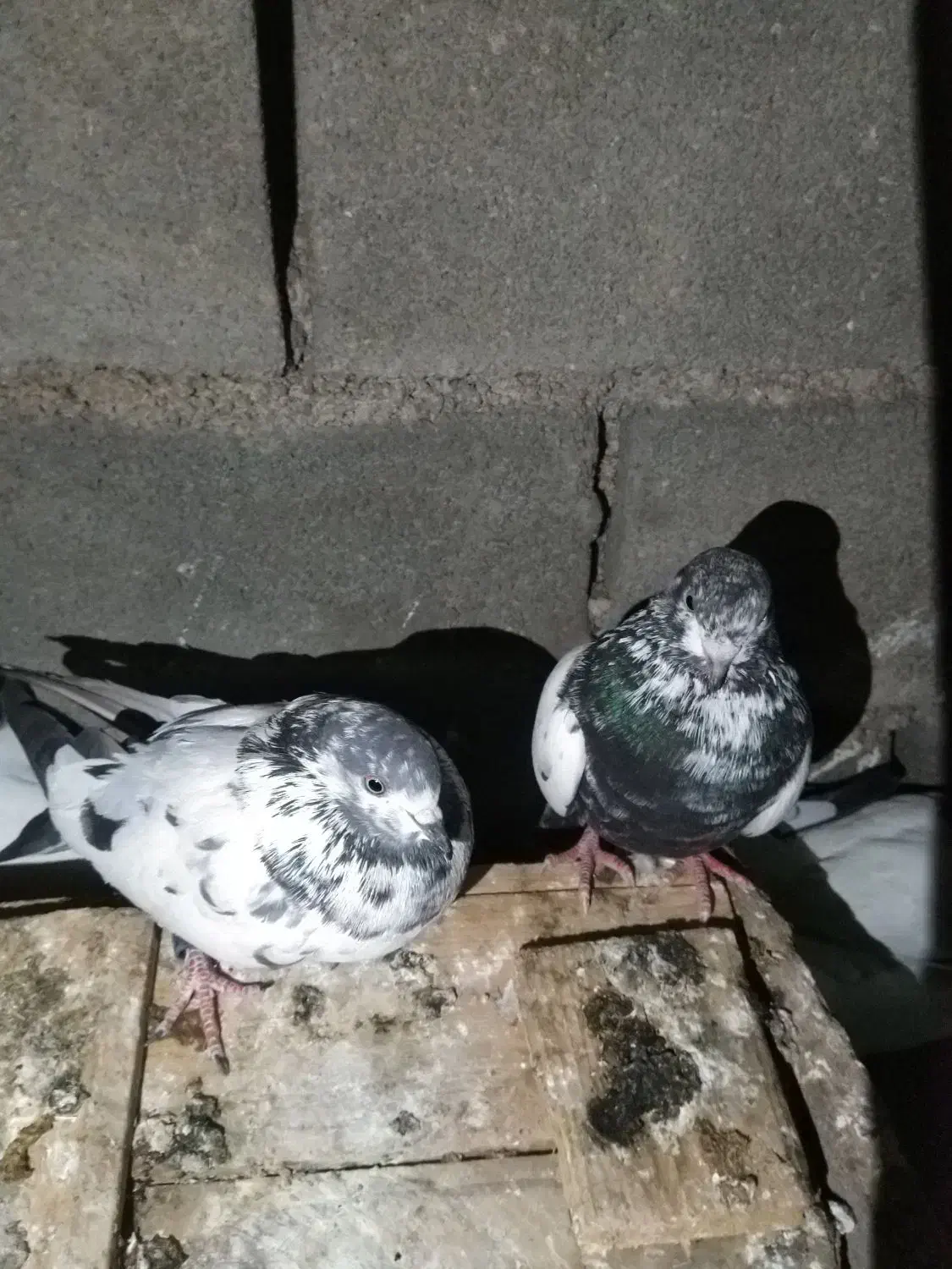 کبوتر رنگی|پرنده|ایذه, |دیوار