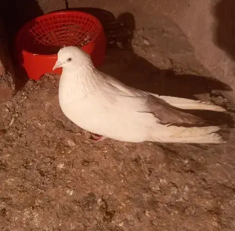 باشلی و گویوخلی|حیوانات|گوگان, |دیوار