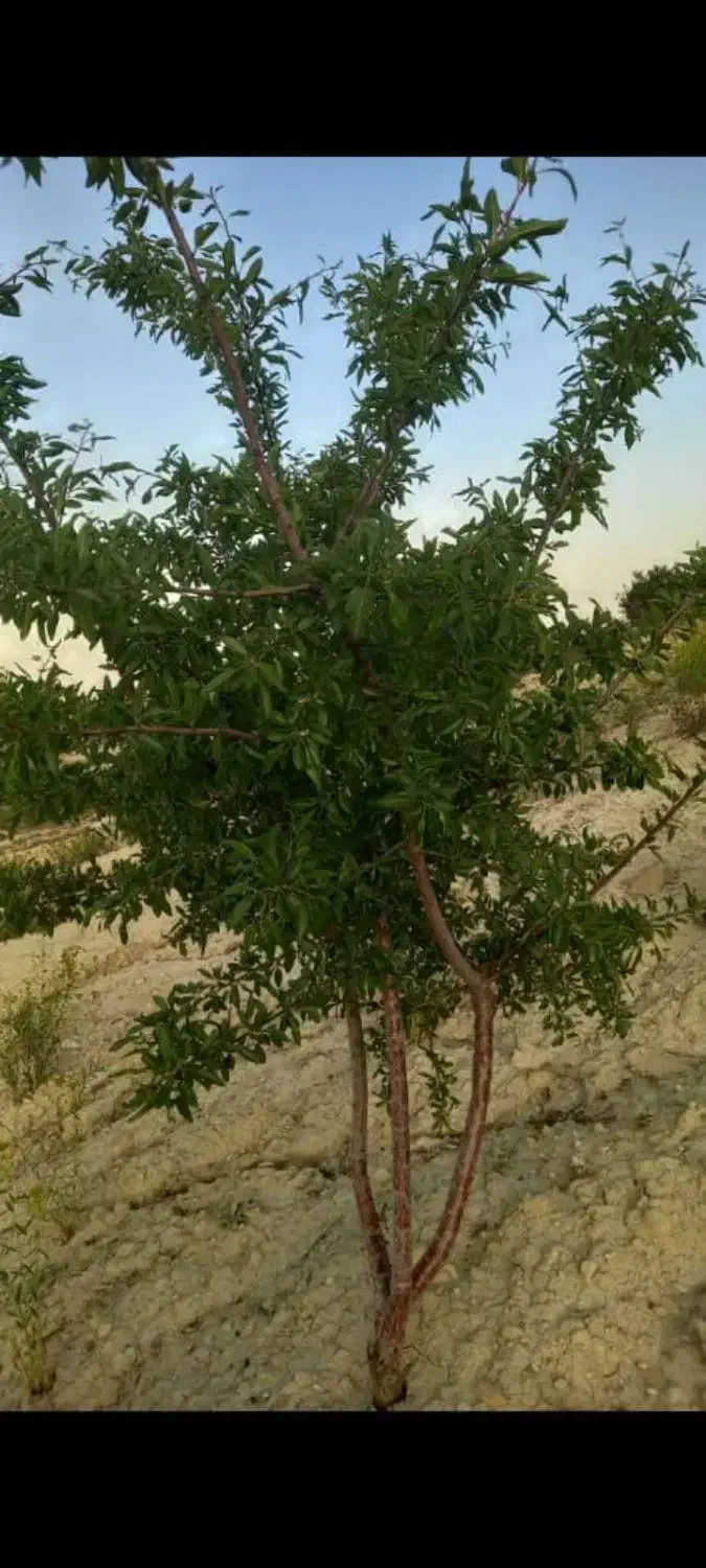 باغ بادم ثمری معاوضه با خودرو|فروش زمین و ملک کلنگی|کوهمره, |دیوار