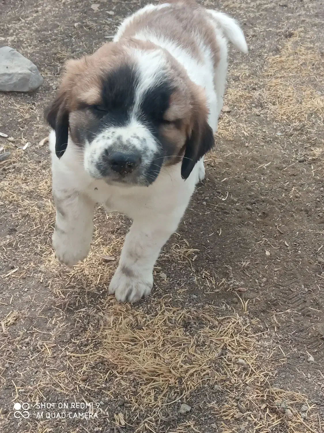 یکجفتتولهنروماده|سگ|شهرکرد, |دیوار