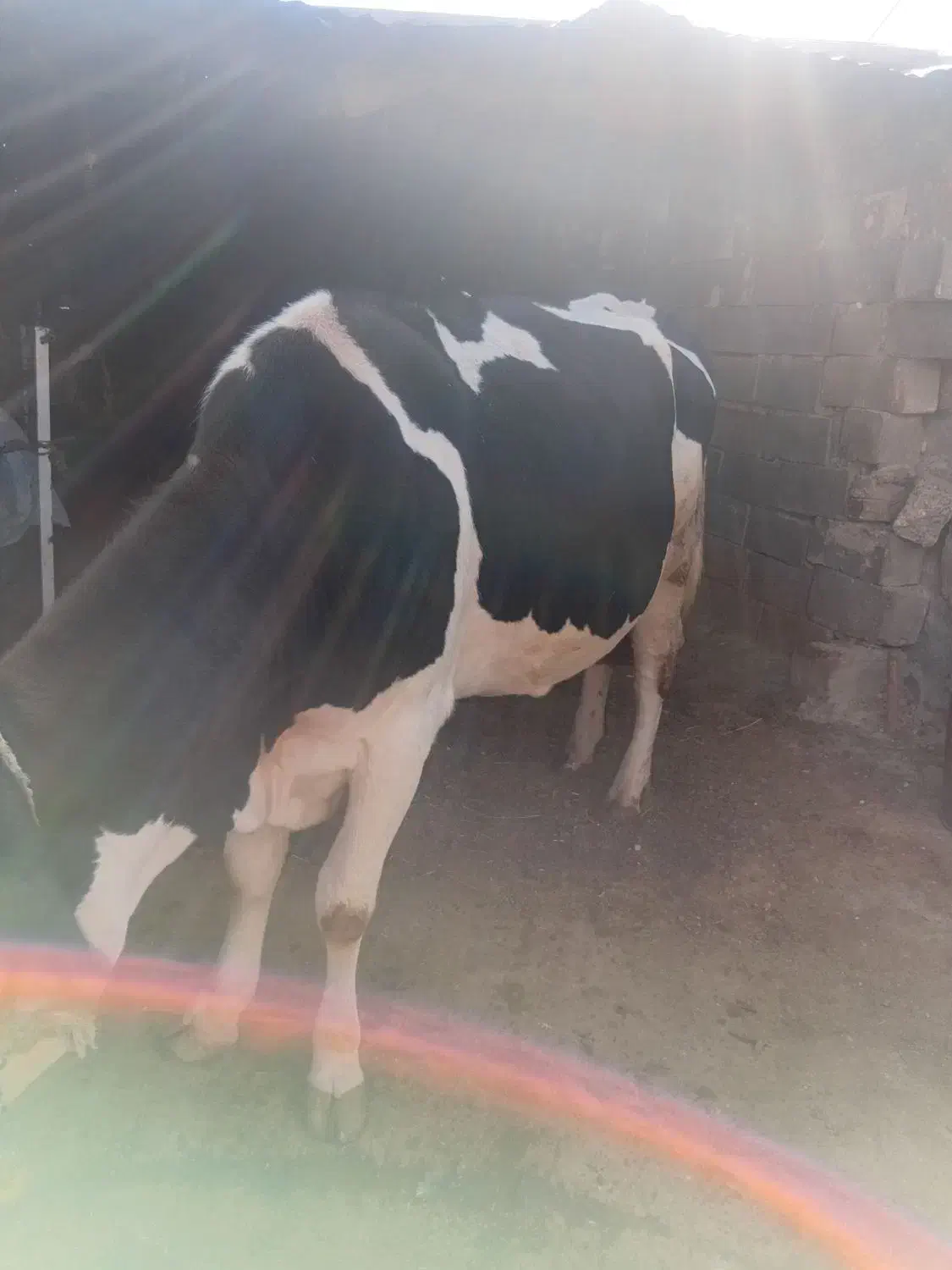 گاو سیمینتال|حیوانات مزرعه|سراب میمه, |دیوار