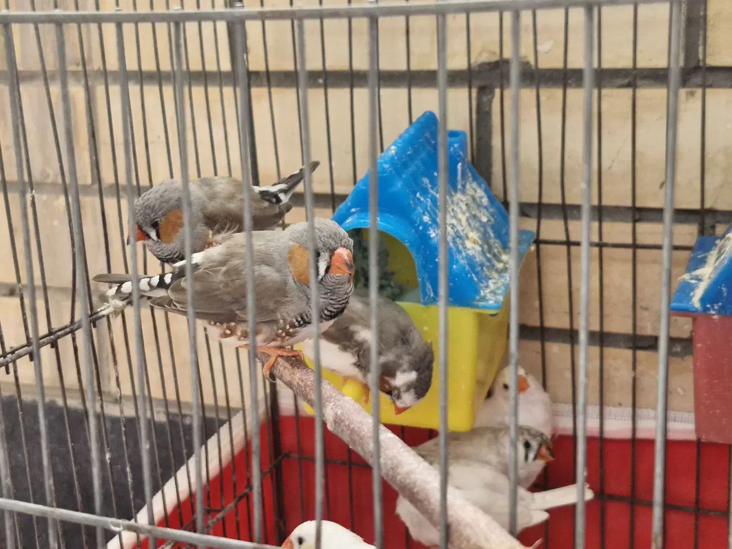 سه جفت فنچ مولد|پرنده|اصفهان, سپاهان‌شهر|دیوار