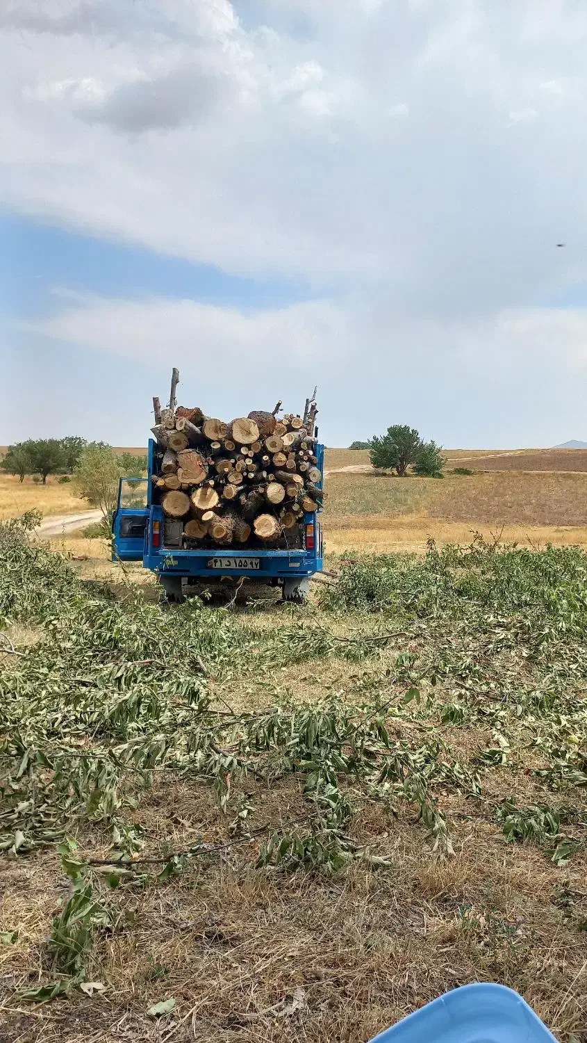 خرید انواع چوب .بالاترین قیمت نقد|خدمات باغبانی و درختکاری|خرمدره, |دیوار