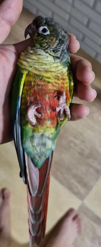 گرینچیک یلو ساید رد فاکتور|پرنده|بندر امام خمینی, |دیوار