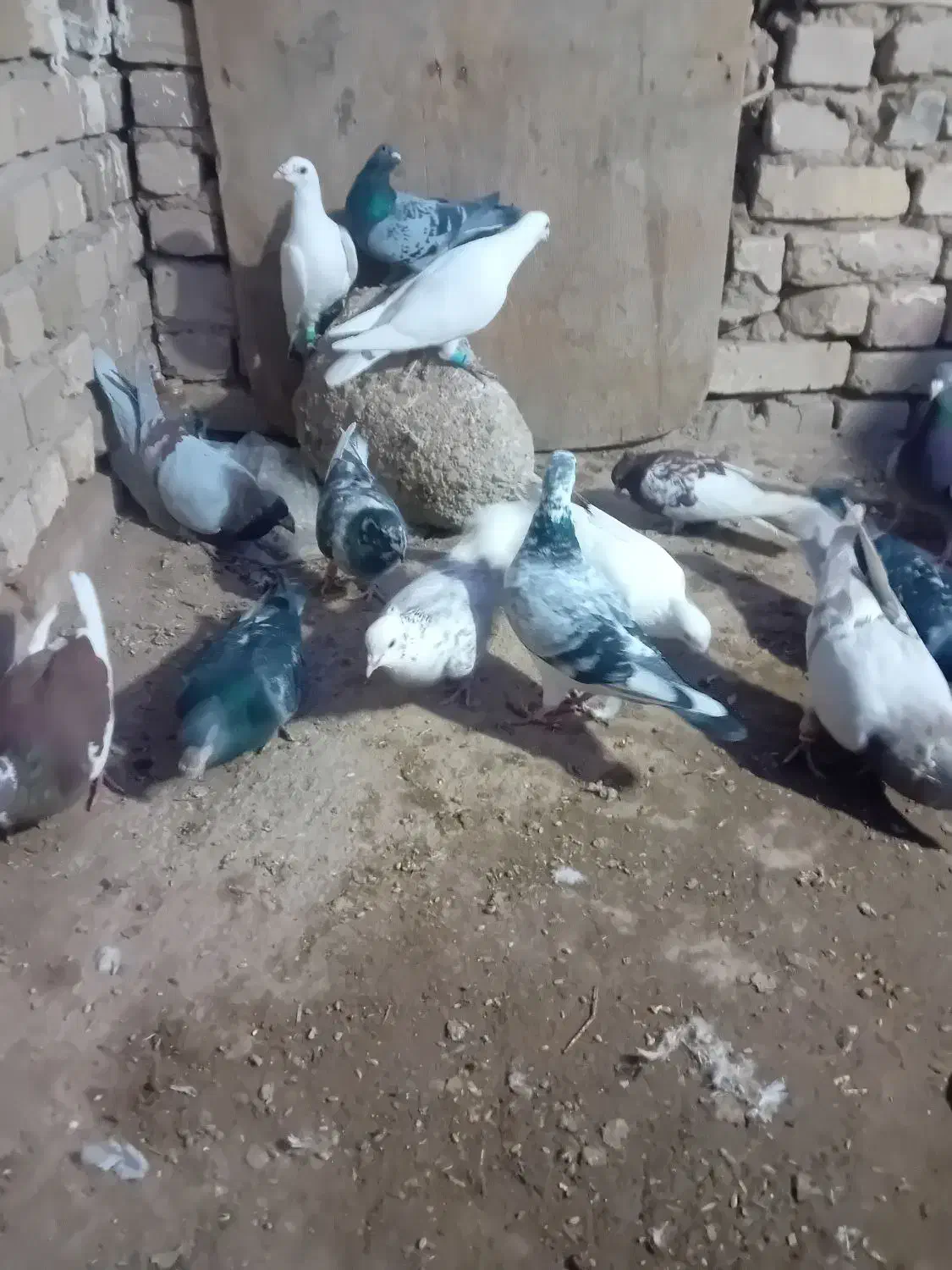 کبوتر پرشی صاف|پرنده|بشاریات, |دیوار