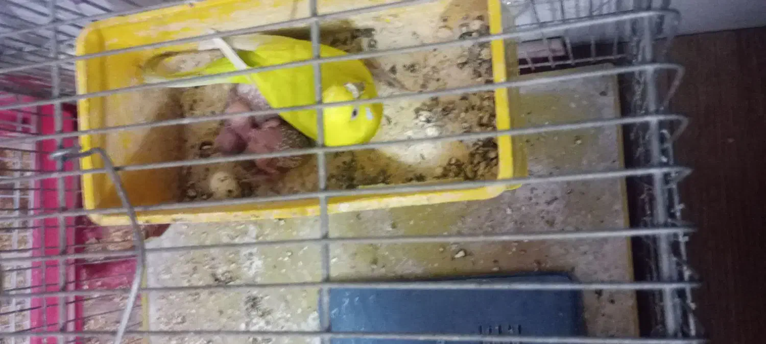 دو عدد مرغ عشق سبز زیبا با دو عدد جوجه سرحال|پرنده|اصفهان, محمودیه|دیوار