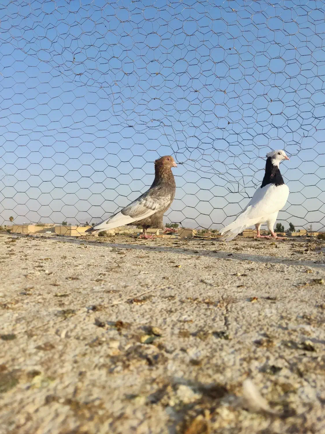۱۰تا بهبهونی وشهری|پرنده|شیراز, جرسقان|دیوار