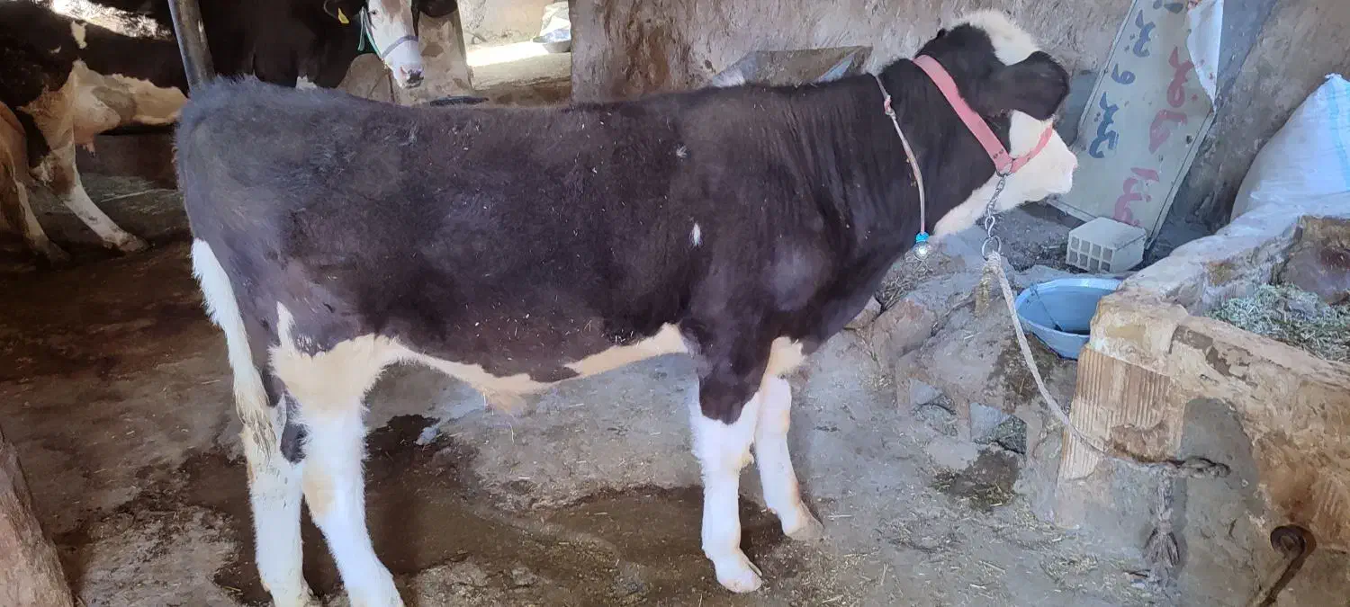 گوساله نر سیمینتال|حیوانات مزرعه|پاپی, |دیوار