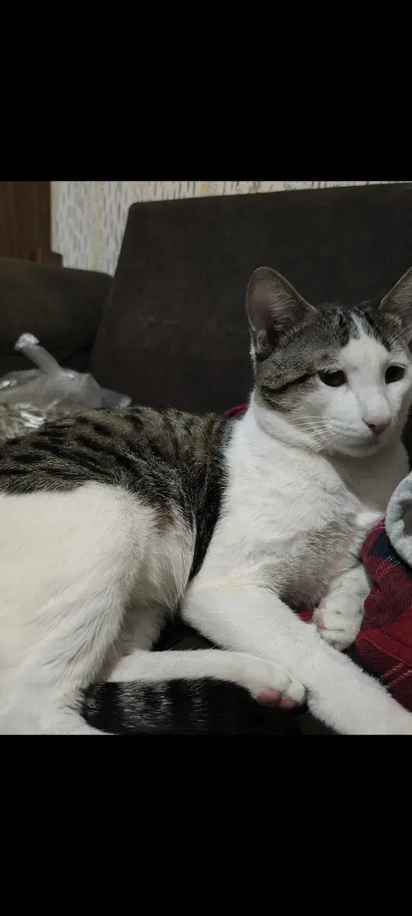 واگذاری گربه ی خونگی|گربه|گنبد کاووس, |دیوار