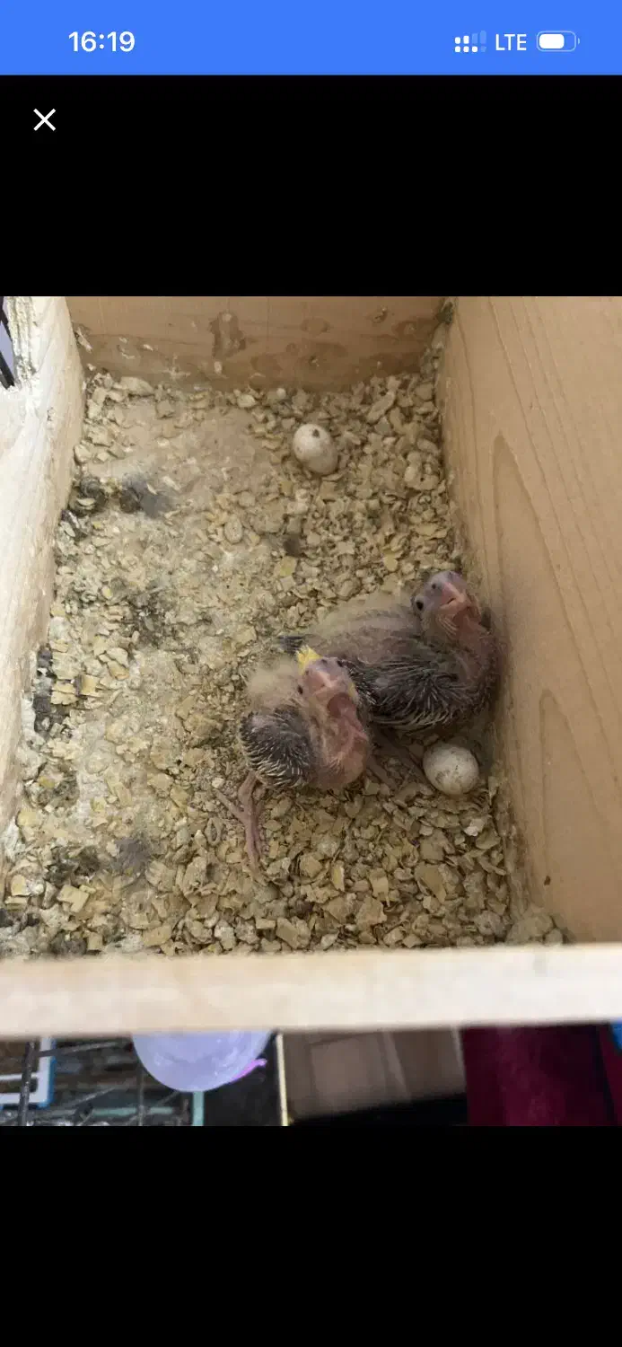 طوطی عروس /هلندی / سرلاک|پرنده|آمل, |دیوار