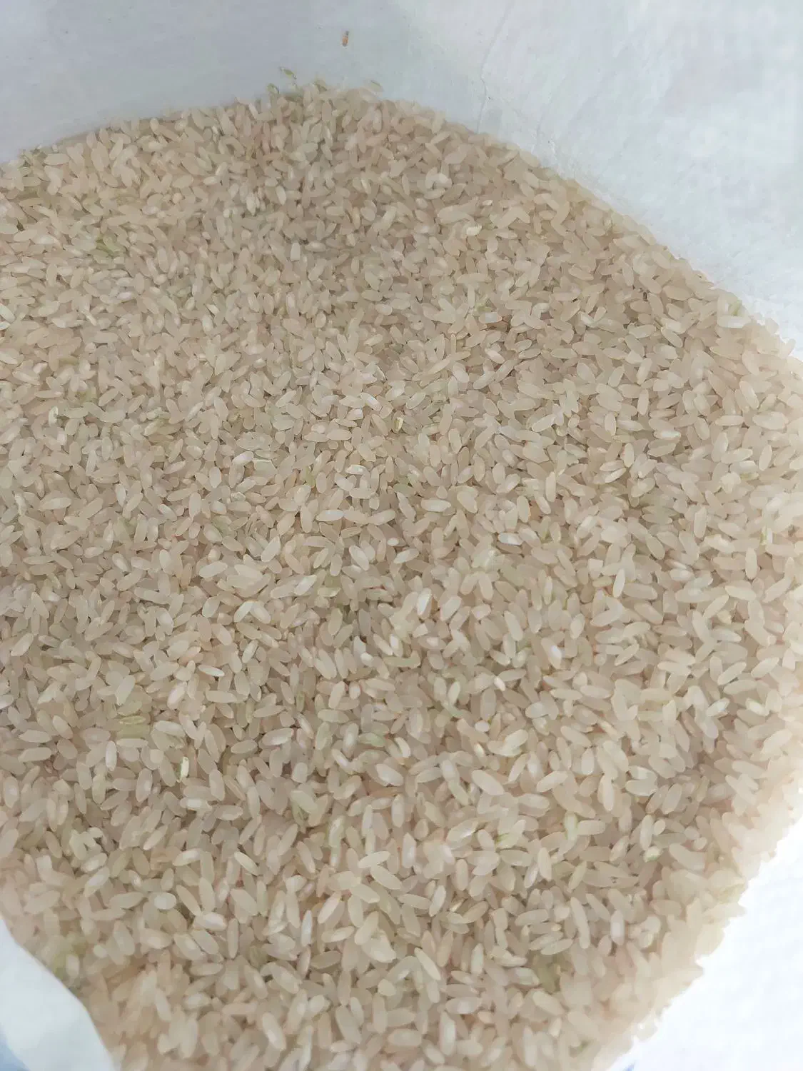 برنج کامفیروزی به شرط پخت درج‌یک|خوردنی و آشامیدنی|شیراز, دشت چنار|دیوار