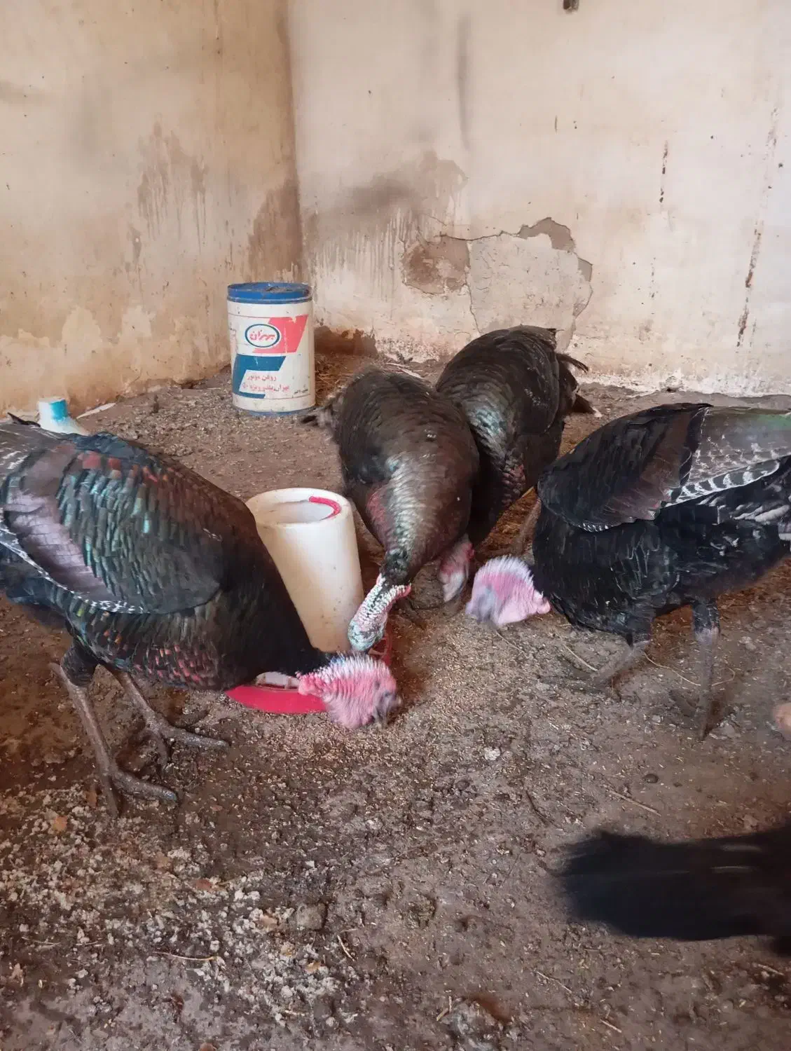 بوقلمون محلی طبیعی|حیوانات مزرعه|اردبیل, |دیوار