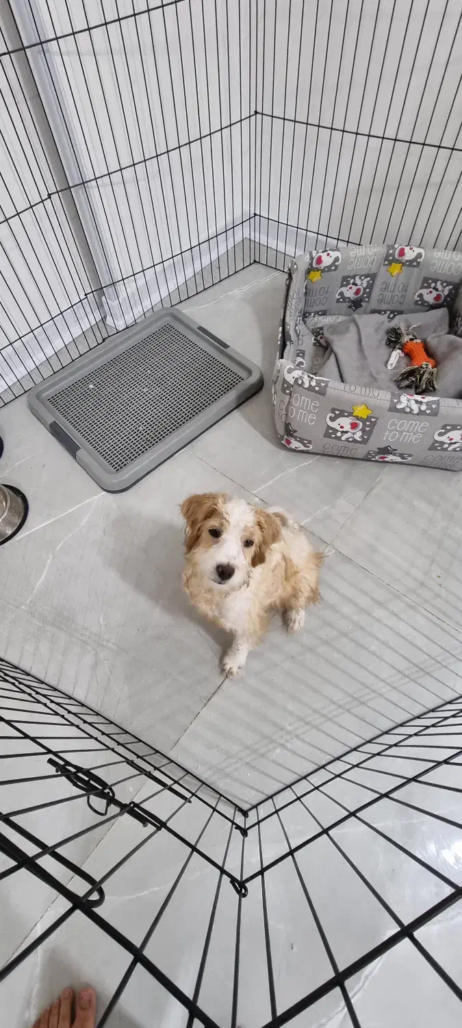 فروش توله پودل|سگ|شیراز, سفیرشمالی|دیوار