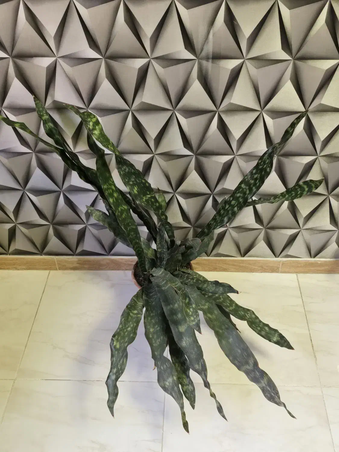 گیاهان آپارتمانی و کلکسیونی|گل و گیاه طبیعی|مشکیندشت, |دیوار