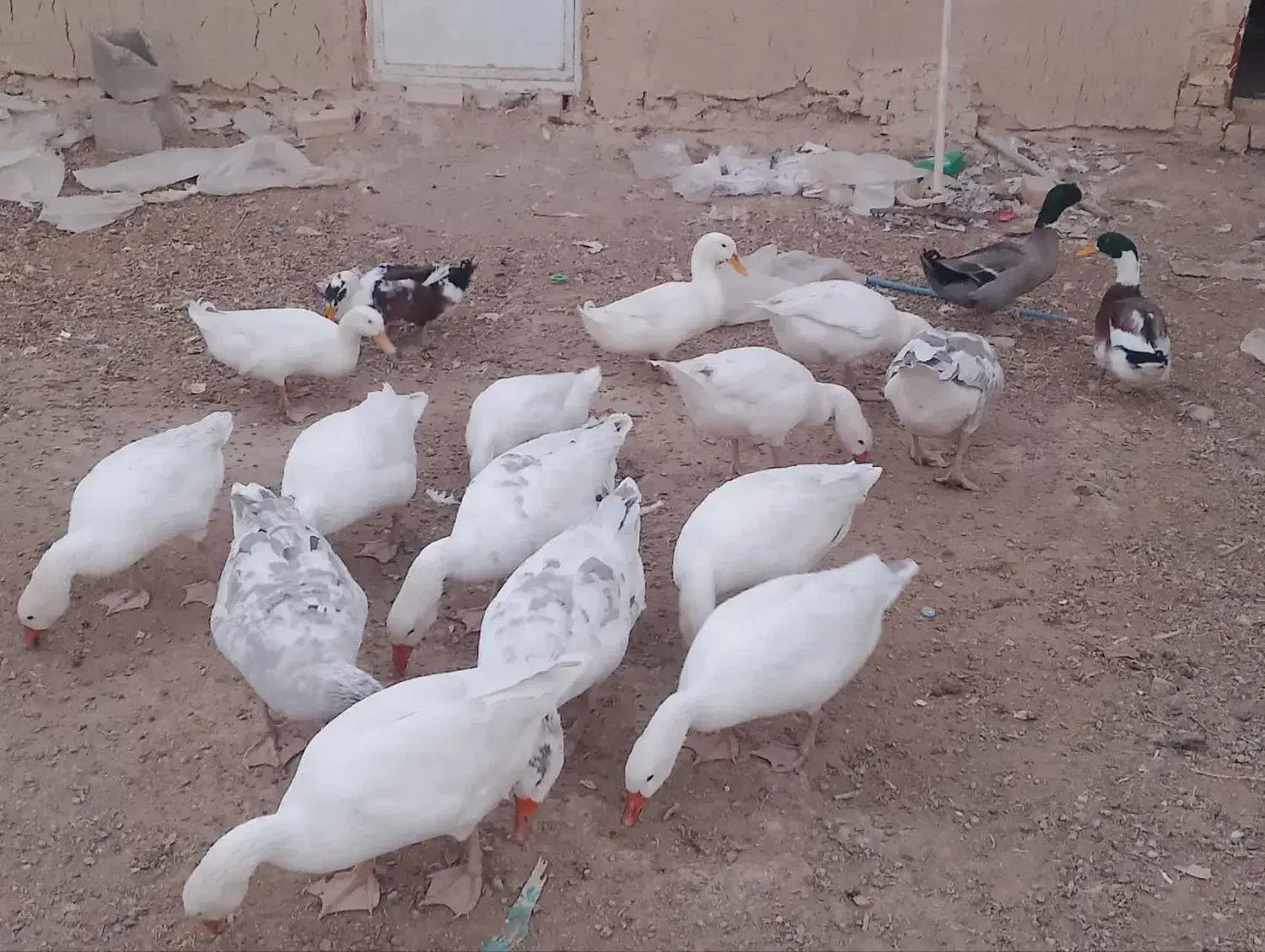 غاز و اردک|حیوانات مزرعه|ورزنه, |دیوار