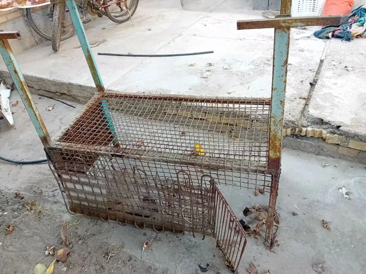 درب لونه پرنده ی با قفس|پرنده|میناب, |دیوار